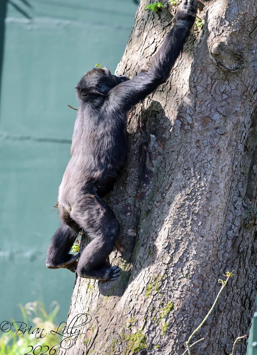 brglilly's tweet image. Juvenile Western lowland gorilla 'Juni' climbing up the big tree @briszooproject #gorilla #primates