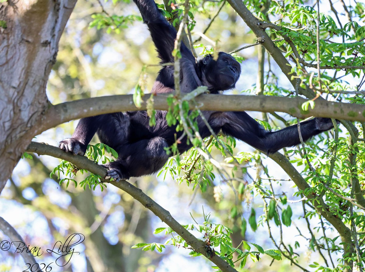 brglilly's tweet image. Juvenile Western lowland gorilla 'Juni' climbing up the big tree @briszooproject #gorilla #primates