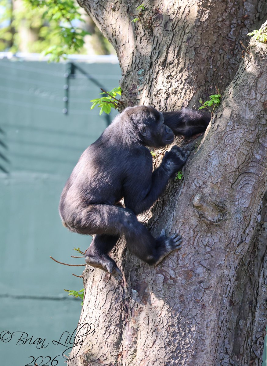 brglilly's tweet image. Juvenile Western lowland gorilla 'Juni' climbing up the big tree @briszooproject #gorilla #primates