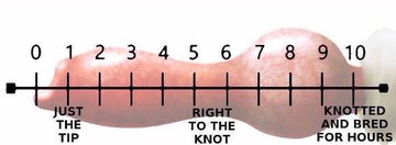 Houndoom tweet media