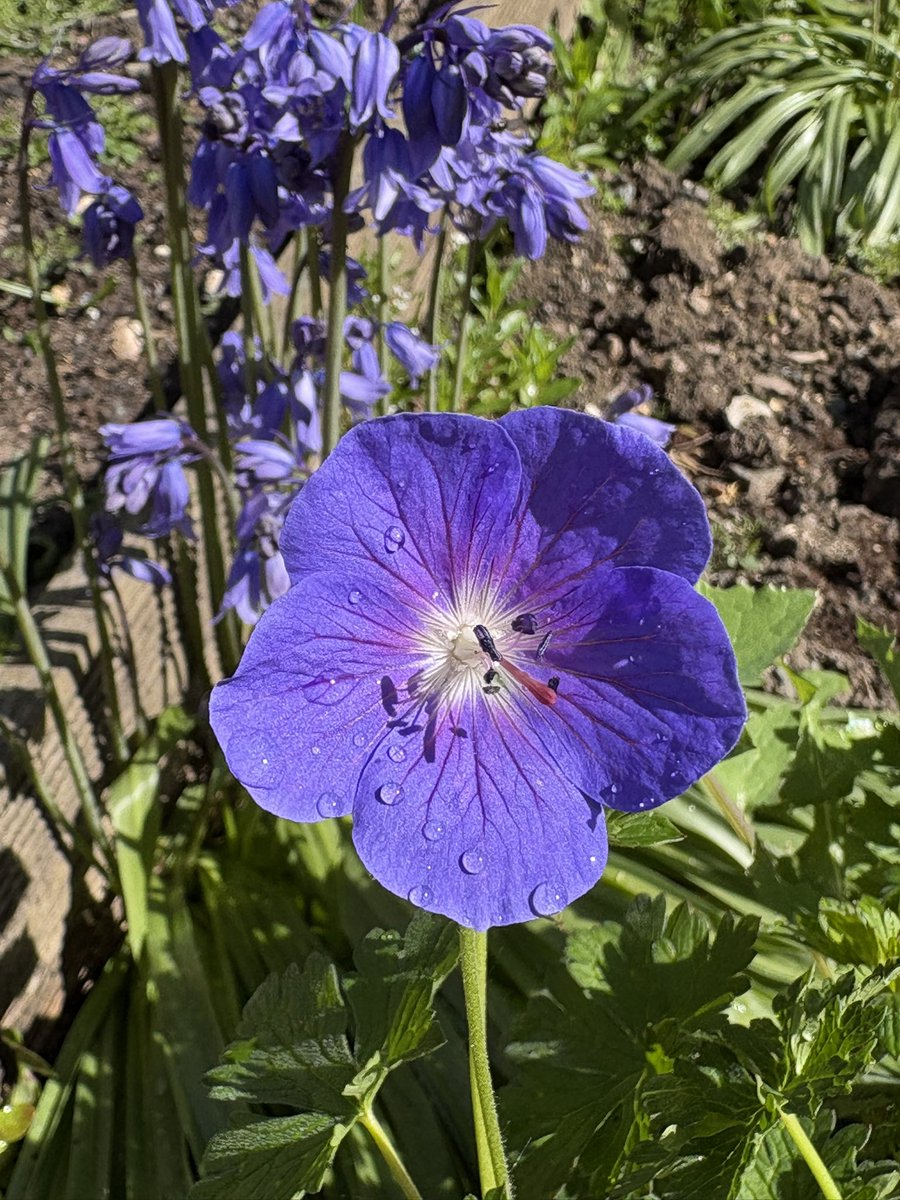 Sarahflowers50's tweet photo. Some #TuesdayBlues in the garden this afternoon. ๐๐ชป https://t.co/BTZgJb7BlN