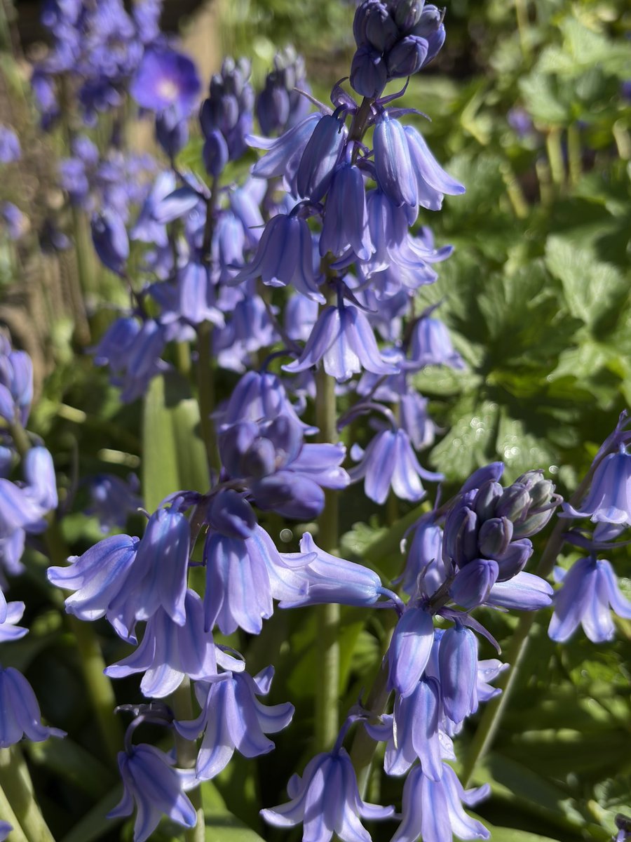 Sarahflowers50's tweet photo. Some #TuesdayBlues in the garden this afternoon. ๐๐ชป https://t.co/BTZgJb7BlN