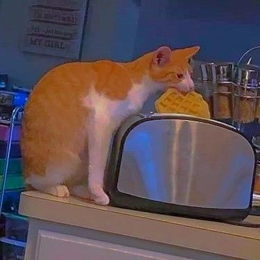 𝖈𝖍𝖆𝖇𝖆𝖟𝖎𝖙𝖊 (@raisinchoirgirl) on Twitter photo 