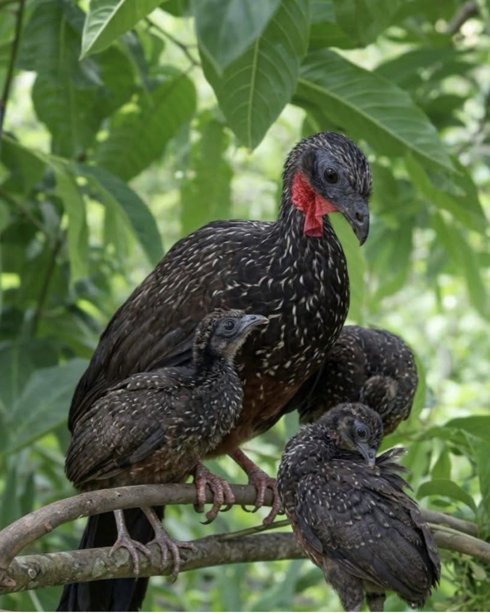 Julio César Martínez tweet media