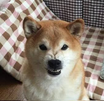 비쿠리 びっクリ tweet media