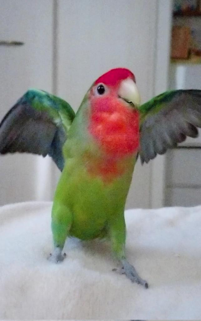 くりさん🐥🎄 tweet media