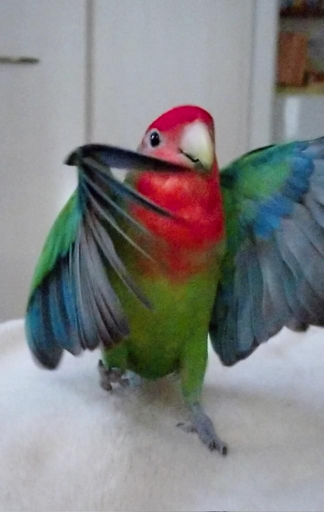 くりさん🐥🎄 tweet media