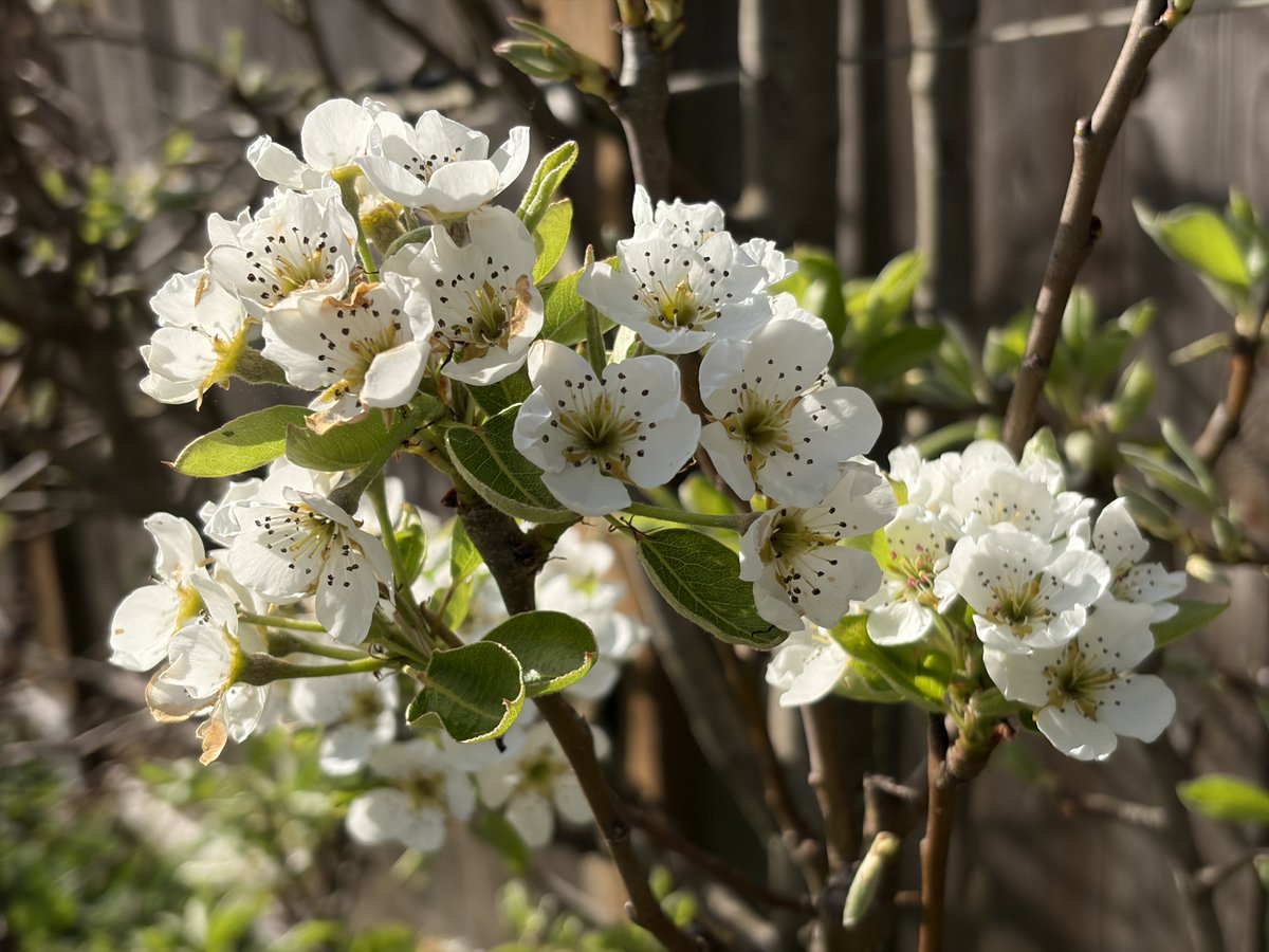 JasonDorland's tweet photo. How gardening may help you live longer—and almost certainly live better.

What—growing my own food may help me live longer? Well, it's not guaranteed, but there's a lot of research that says more of us should be doing it!

And, yes, traditionally, gardening hasn’t been sold to us as a longevity practice, but maybe it should have been. Think about it—bending, stretching, moving, carrying, all while outdoors breathing fresh air, and in the sun, soaking up Vitamin D. It’s like an all-natural supplement!

And it’s not just our physical health; our mental and emotional well-being gets a boost, as well. It's like Mother Nature doubling as your shrink—turns out spending time in the garden lowers stress, too. Yup, quiet time with a hoe in your hands acts as a de-stressor, lowering blood pressure and providing some purpose to our days outside of the usual stuff we’re madly engaged in.

Recent studies have linked gardening to lower overall and cause-specific mortality and to healthier aging outcomes in older adults. I mean, it really shouldn’t come as a huge surprise to any of us. After all, gardening does tick a lot of boxes.

Continued in my Substack—link below! Enjoy...

https://t.co/SdT5iDyy0p