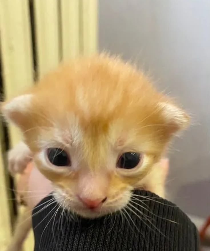 lola ★ tweet media