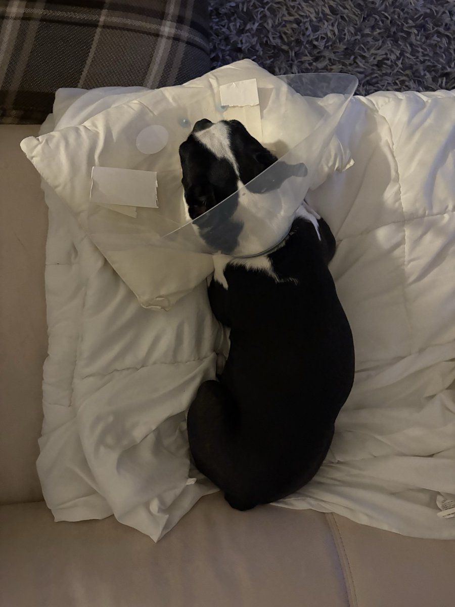 つぶやきパンダ tweet media