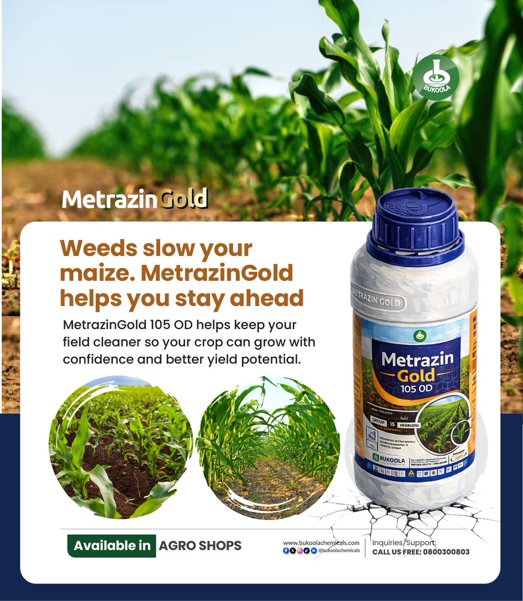 ntvuganda's tweet image. ADVERT: Your yield depends on how well you manage weeds. Stay ahead of the problem with Metrazin Gold and keep your field clean and productive. 

Find Metrazin Gold at your nearest agro inputs shop today.
#BukoolaChemicals 
#YieldBoost 
#FarmSuccess 
#CleanFields 
#ModernFarming