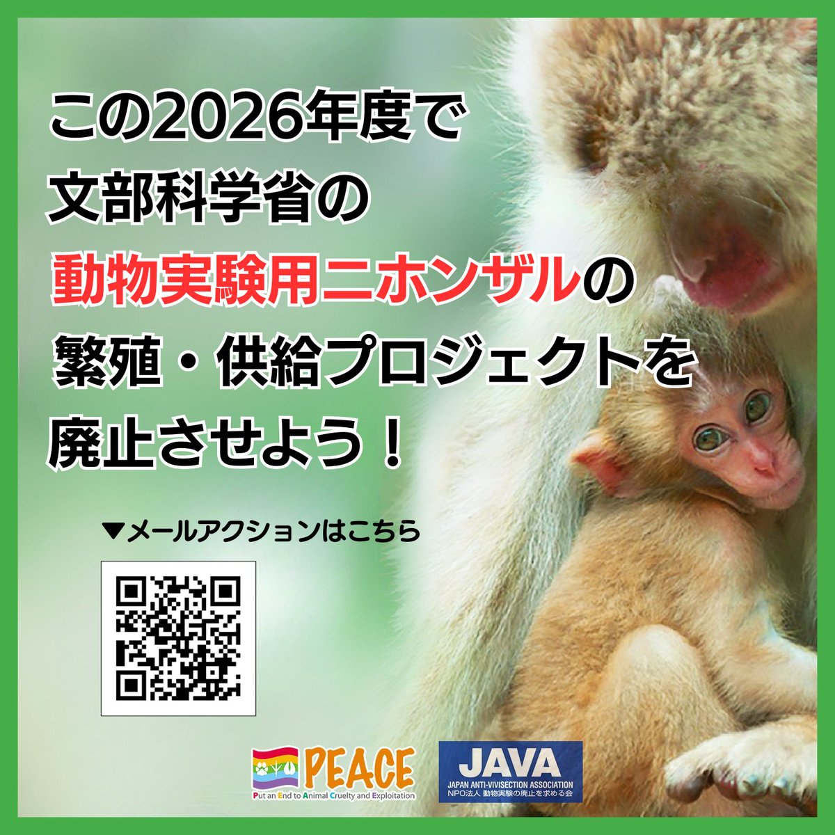 animalsPEACEnet's tweet photo. 世界実験動物週間（World Week for Animals in Laboratories）が始まりました🐰🐵🐭🐶

日本では文部科学省が次期ナショナルバイオリソースプロジェクトのあり方について検討中です。
実験用ニホンザルの繁殖・供給プロジェクトを廃止するよう、ご意見をお送りください👇
✉ https://t.co/fEDlPPoPCp https://t.co/v96127J8lm