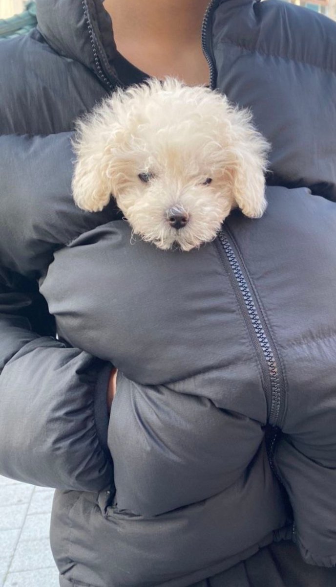 내 기억속 찰리는 얘야... 은석이가 누끼따서 인이어에 넣은 아기강아띠라고...