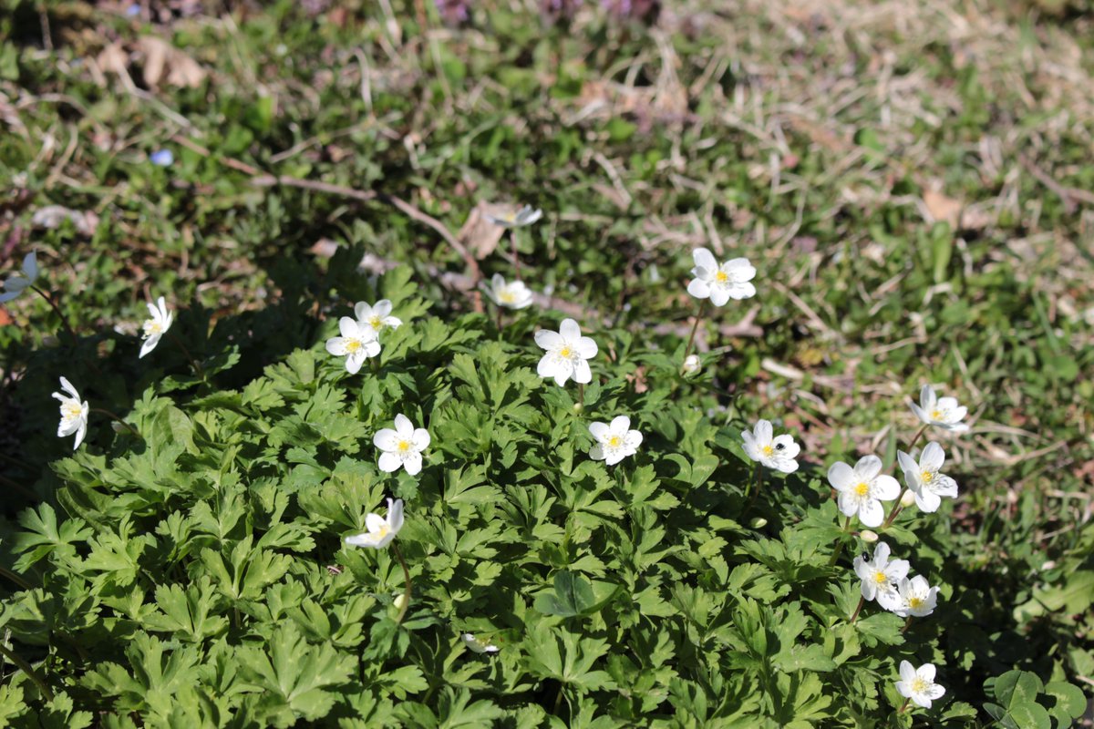 戸隠観光協会 tweet media