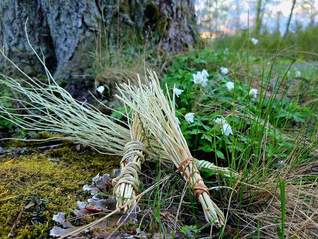 GÖR DIN EGEN BJÖRKVISP

För inte alltför längesedan, innan vi hade vispar och allehanda nödvändigheter nära till hands i varje butik, så var det vanligt att man tillverkade egna husgeråd av saker som fanns i närheten. Inte minst på våren då björkarna savade brukade man göra