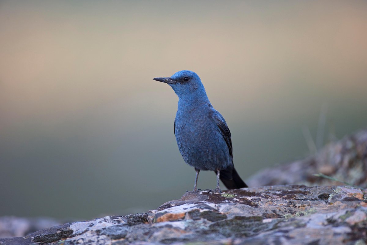 Bird Watching tweet media