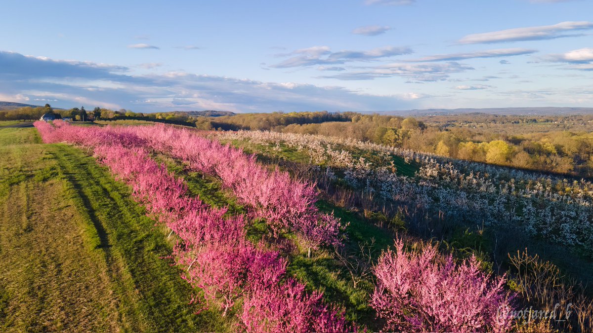 notjared_b's tweet image. Peach blossoms.  Before the cold of last night.  Hopefully they made it. #ctnaturefans #twitternaturecommunity