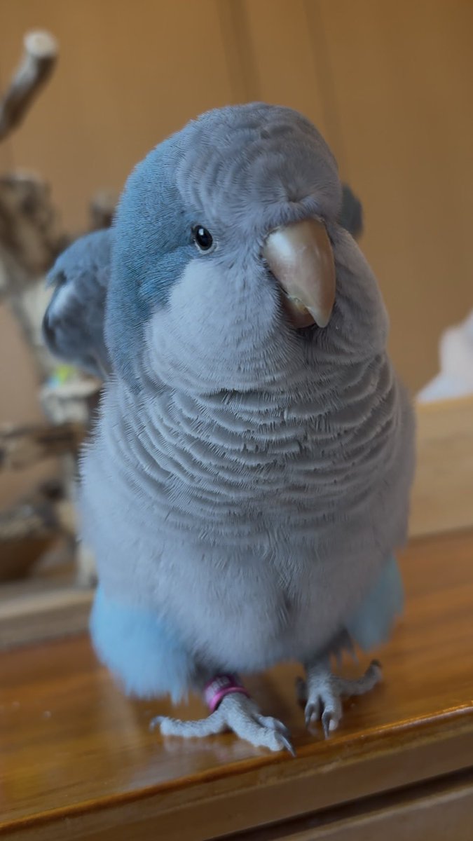 オキナインコのさちと飼い主さや tweet media