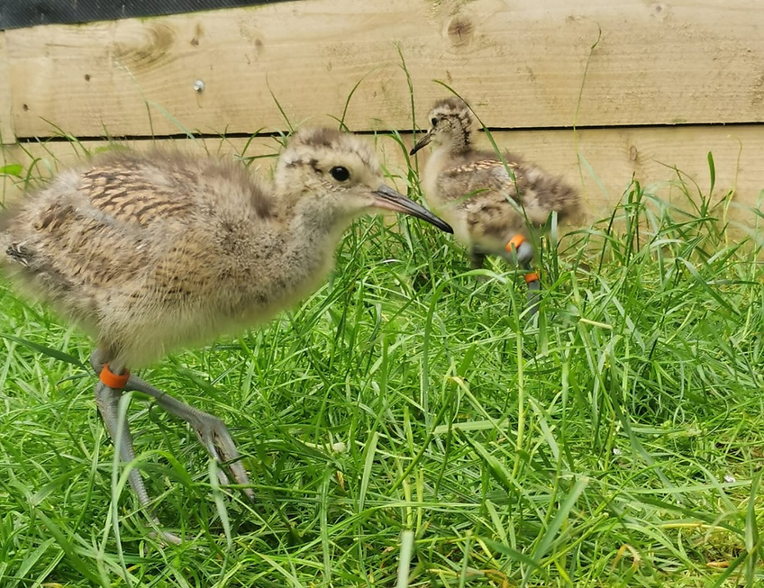 AfloatMagazine's tweet image. Reared Curlew's Return To Breed Welcomed on World Curlew Day afloat.ie/marine-environ… #Curlew #WorldCurlewDay #WildlifeConservation #BirdWatching #Nature