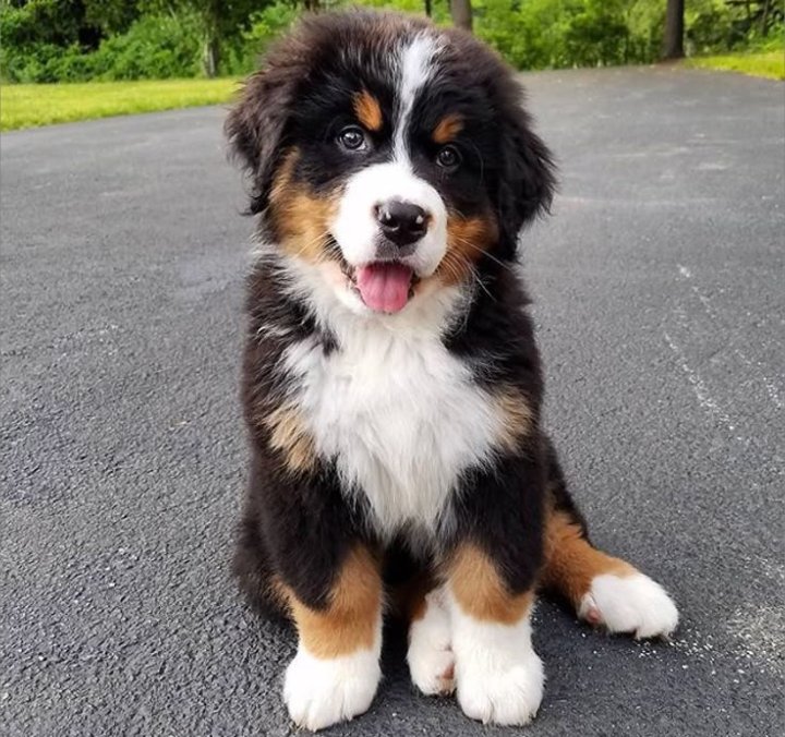 VinDiesel448392's tweet image. Puppy available for sale any location DM now if interested
#pets #PuppyGrowth #Markets