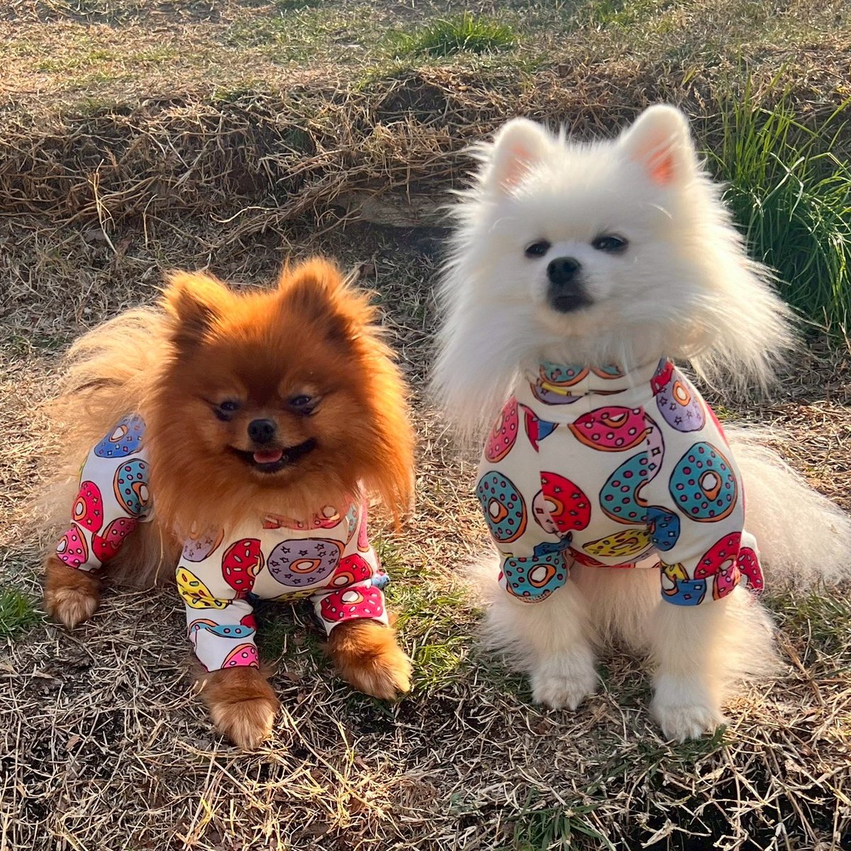 tanunpo's tweet image. 大の仲良しのしじみくんです
マヨちゃんねるのマヨちゃんと
兄弟なんですよ🐚
#ポメラニアン #pomeranian