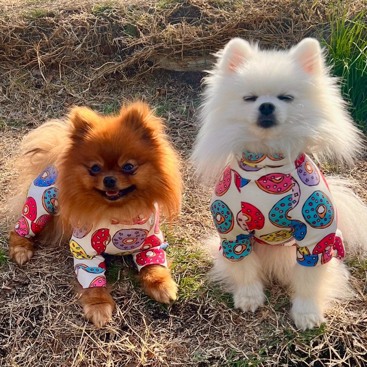 tanunpo's tweet image. 大の仲良しのしじみくんです
マヨちゃんねるのマヨちゃんと
兄弟なんですよ🐚
#ポメラニアン #pomeranian