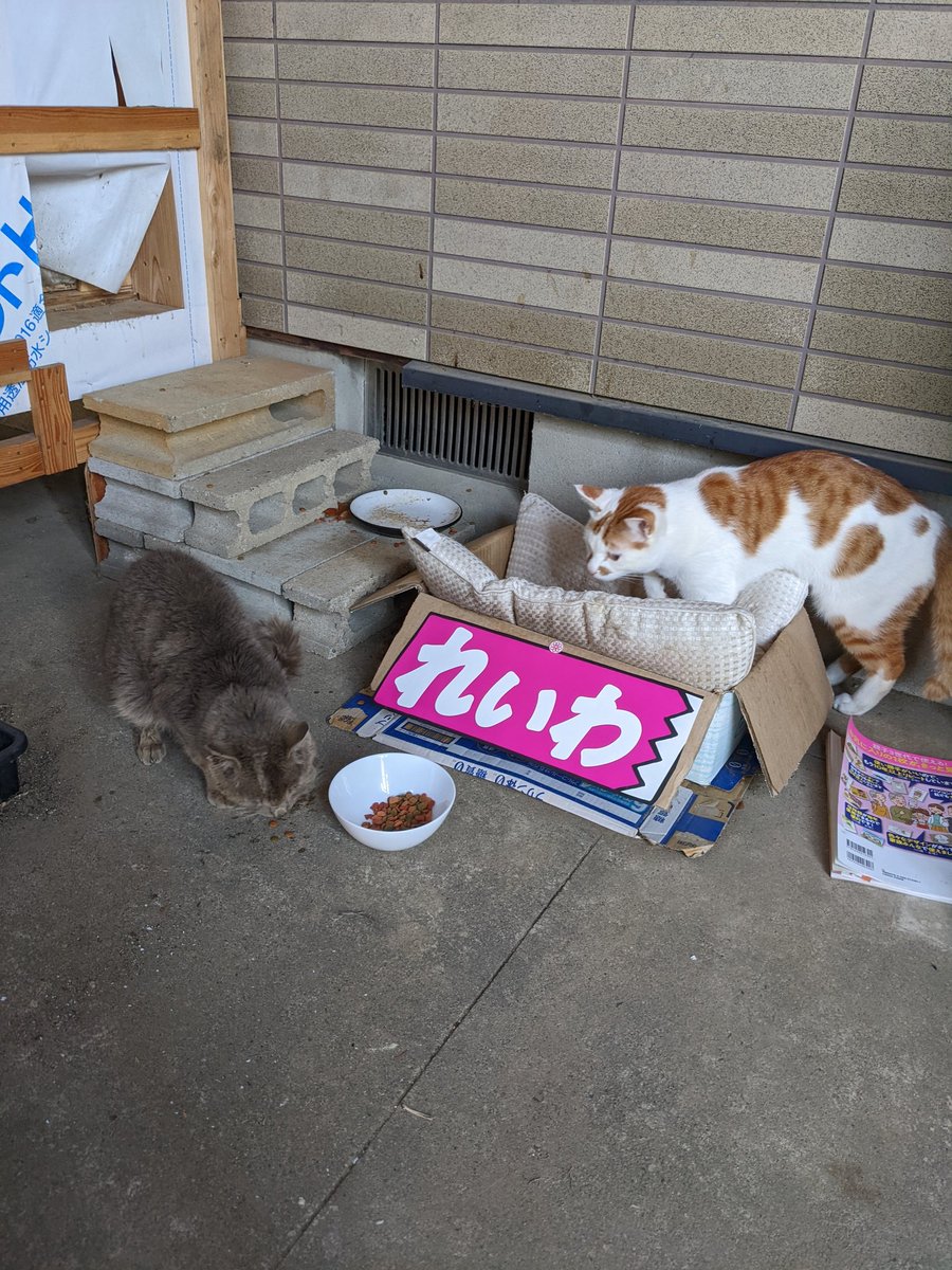 チロオ tweet media