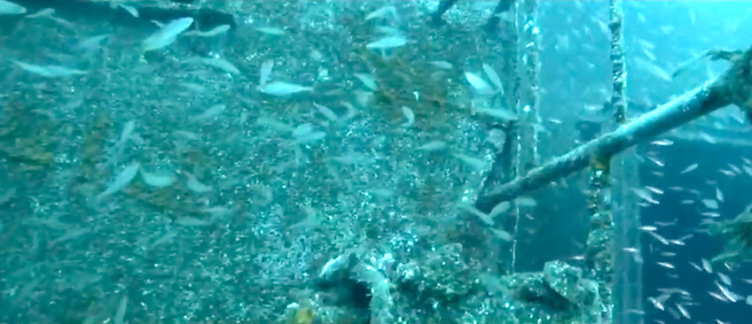 AfloatMagazine's tweet photo. Ireland's First Artificial Reef For Divers Proving To Be a "Great Success" https://t.co/nbEkwuVAs8 #Ireland #Diving #ArtificialReef #MarineLife #EcoTourism https://t.co/SM93RxsvYt