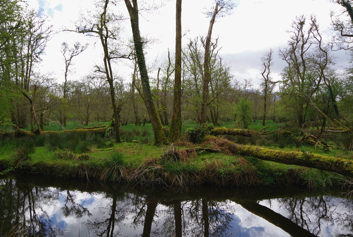 ここ絵に描いたような湿地フィールド！って感じでよかった。空を反射するたくさんの水面、そこから伸びるキショウブの葉と、ハンノキやヤナギやカバの木立……
