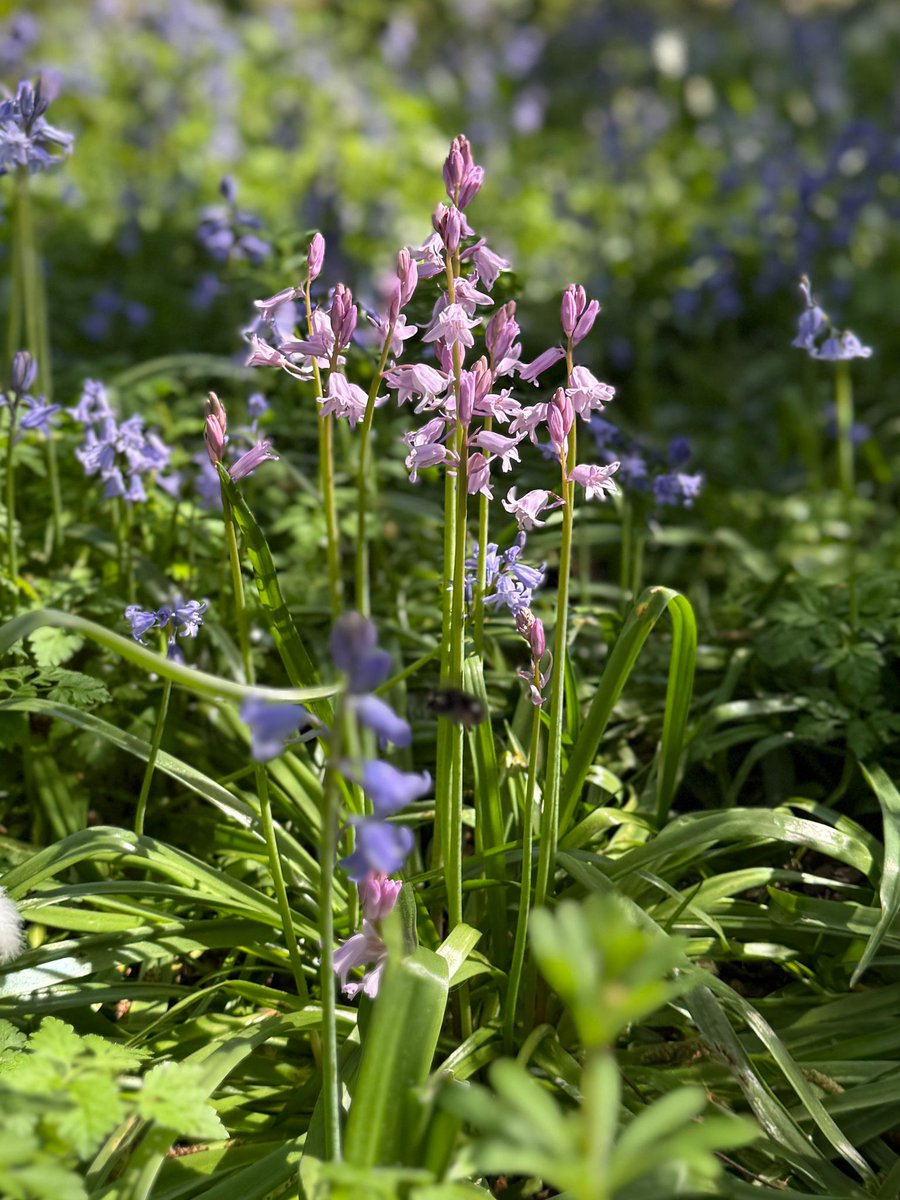 tootingnewsie's tweet image. Beautiful bluebells in Graveney Woods by the running track on #Tooting Common! And can you spot the ladybird...? 🐞