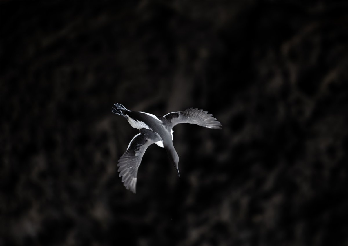 swoptics's tweet photo. Life along the cliffs at Berry Head

A guillemot in flight, spotted just 9 miles from SWO HQ and captured by Adam. Make a day of it and come see us for any optical observation needs en route.

#SouthWestOptics #Guillemot #Seabirds #BerryHead #WildlifeMoments https://t.co/9sehuZLlAs