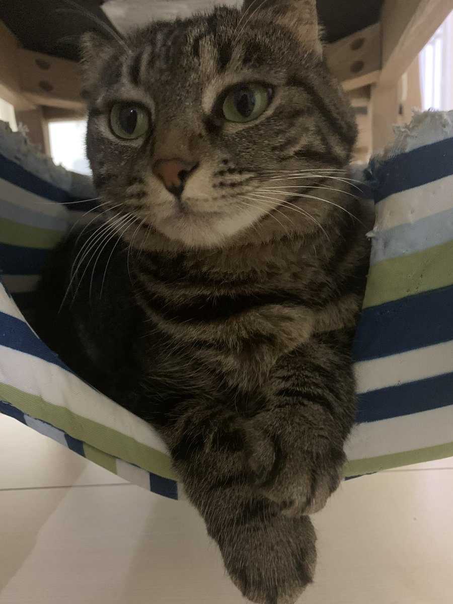 cat_oru's tweet photo. まるちゃんッ

いつまでも編み物完成しない理由は……

 #猫 #保護猫 #イラスト #猫好きと繋がりたい https://t.co/b7qVAwqhpc