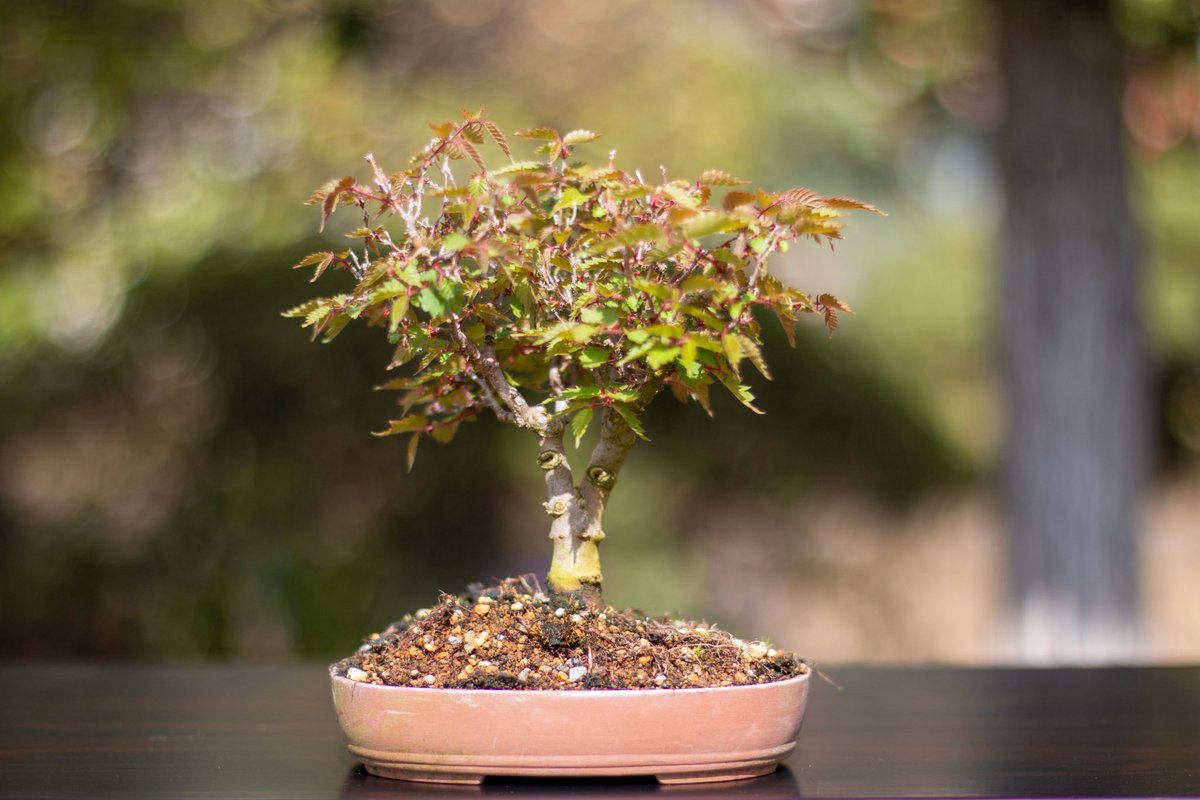 shioribonsai's tweet photo. 実生で15年くらいのケヤキ盆栽 https://t.co/tsJpgE4GmU