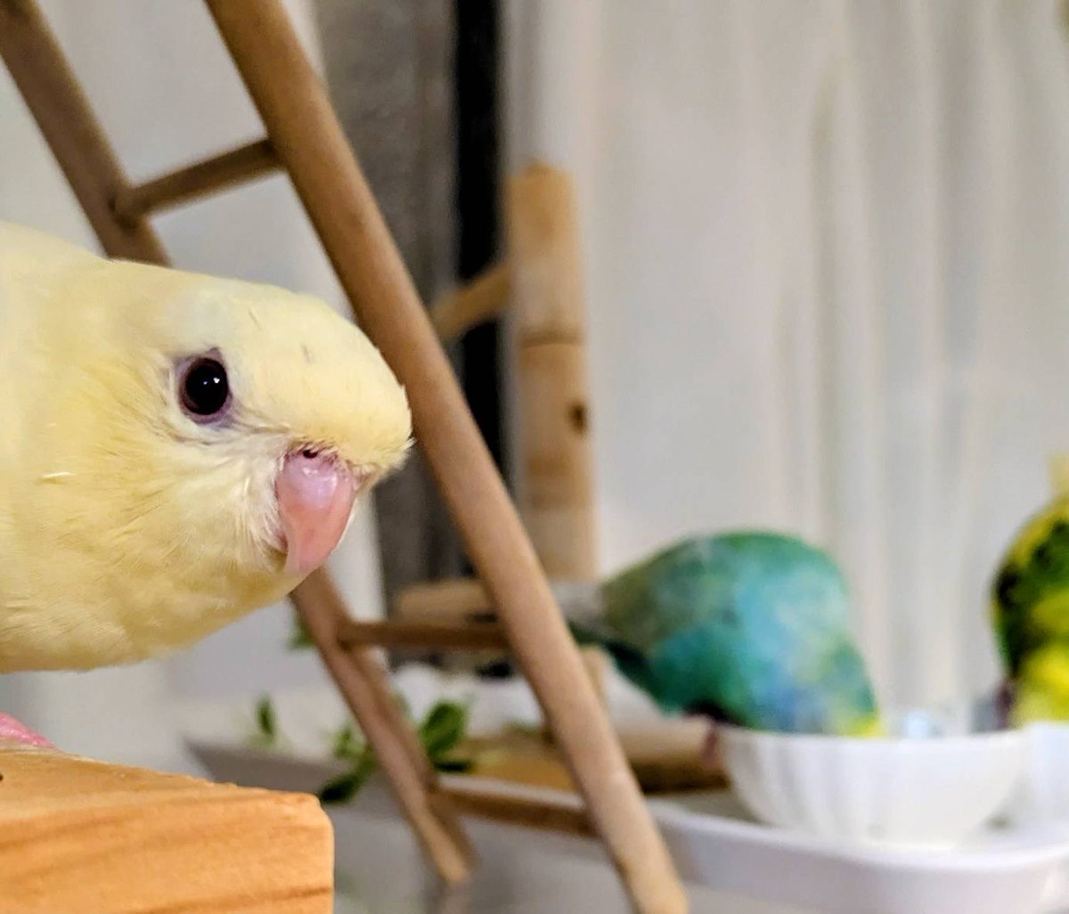 SAZANAMI STRONG STYLE tweet media