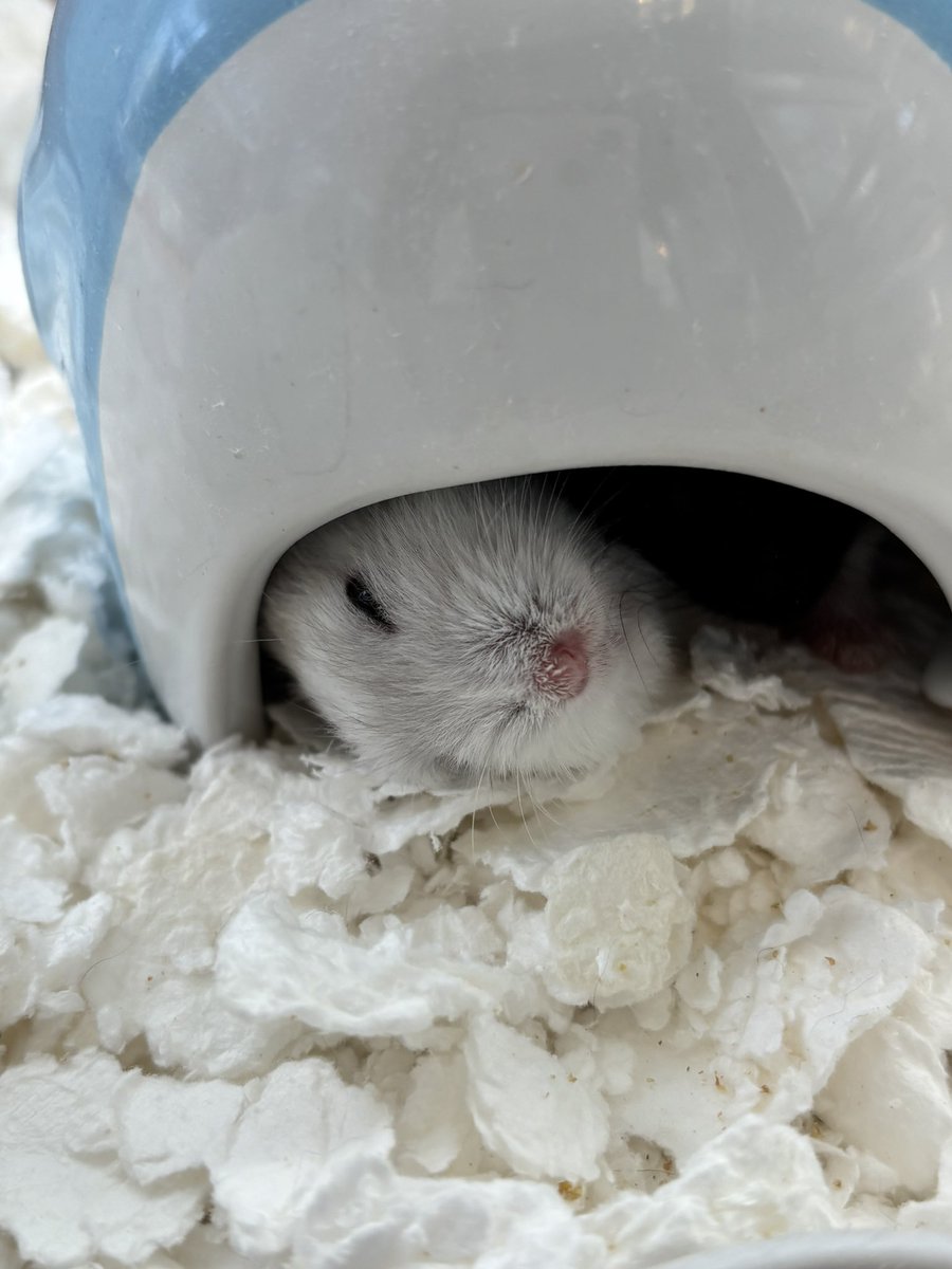 MOGUMOGUCAFE3's tweet image. 寝てるけどちょっと目あいてる🥹

本日もご来店ありがとうございました✨
明日も11時よりオープンいたします🌟

☎︎03-3404-1180 （ご予約はお電話からでもOK🙆‍♀️）
#ハムスター　#hamster #햄스터　#倉鼠 #ハムスターカフェ