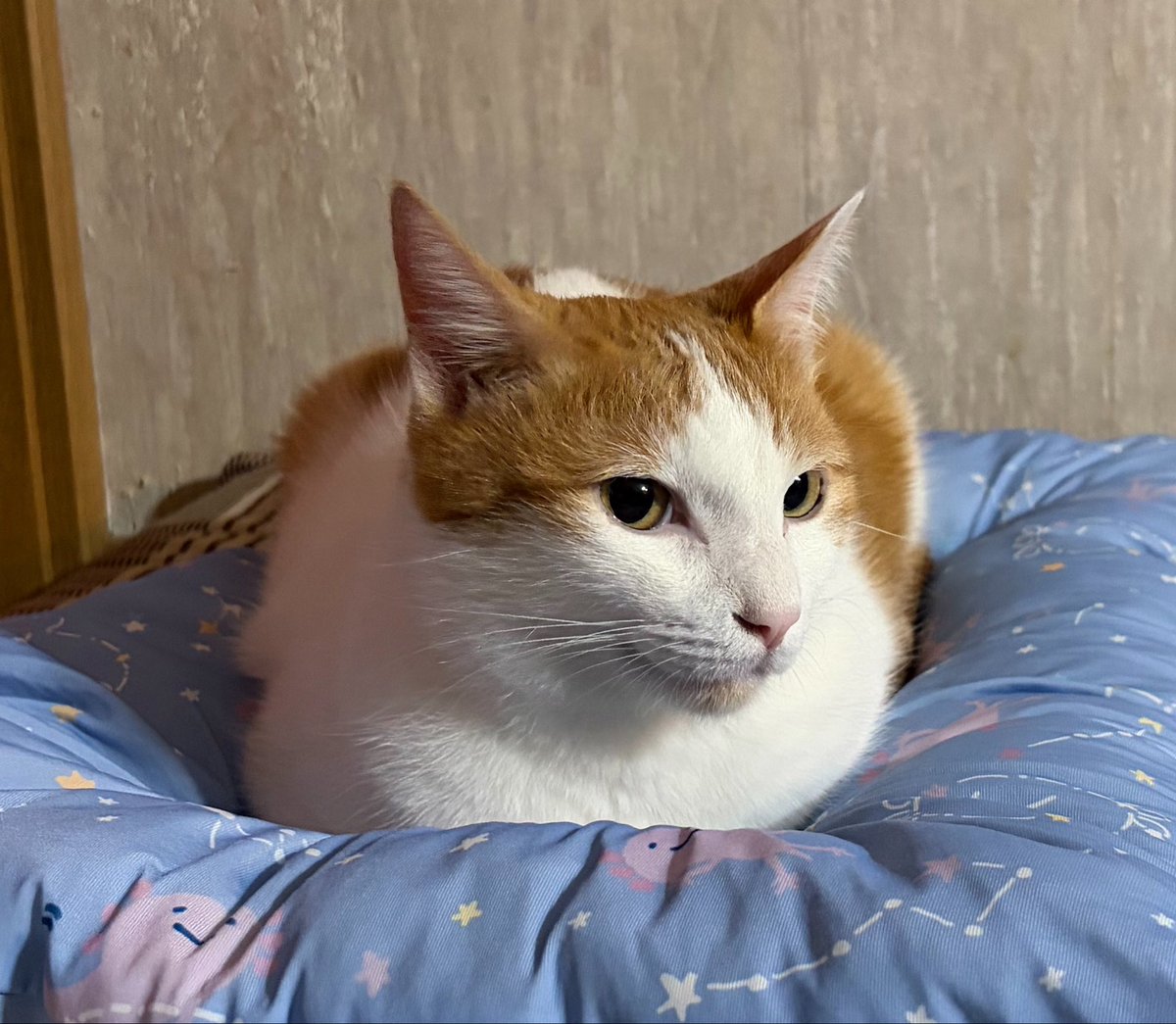 vegelovecat's tweet image. 昼飯は使い残しあれこれ入れて豆乳クリームスープペンネ ミックスビーンズ レンズ豆入り
朝飯はポリッジ コーヒー
 #vegan #ヴィーガン #保護犬を家族に #保護猫を家族に
気が重くなる話ばかりだね
殺傷武器の輸出で儲け世界のどこかで紛争が続くのを望むような国になるのは嫌だ