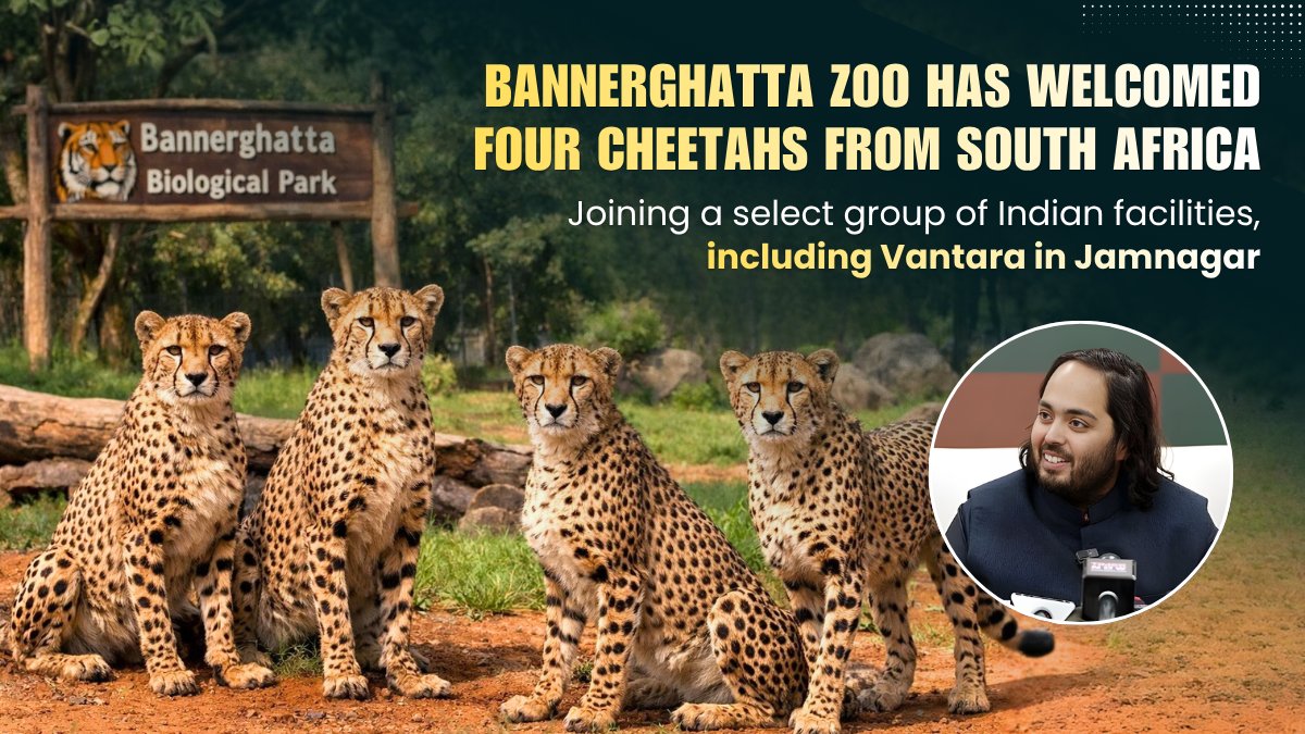NewsKiDuniya6's tweet image. Big news for wildlife lovers! Bannerghatta Biological Park has welcomed four cheetahs from South Africa, joining a select group of conservation hubs in India including Vantara.
#Cheetahs #WildlifeConservation #India #Nature #BiodiversityCrisis