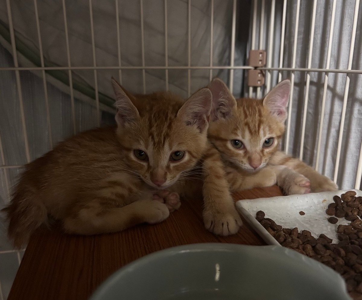 みるきぃ🍼🍥◝✩ tweet media