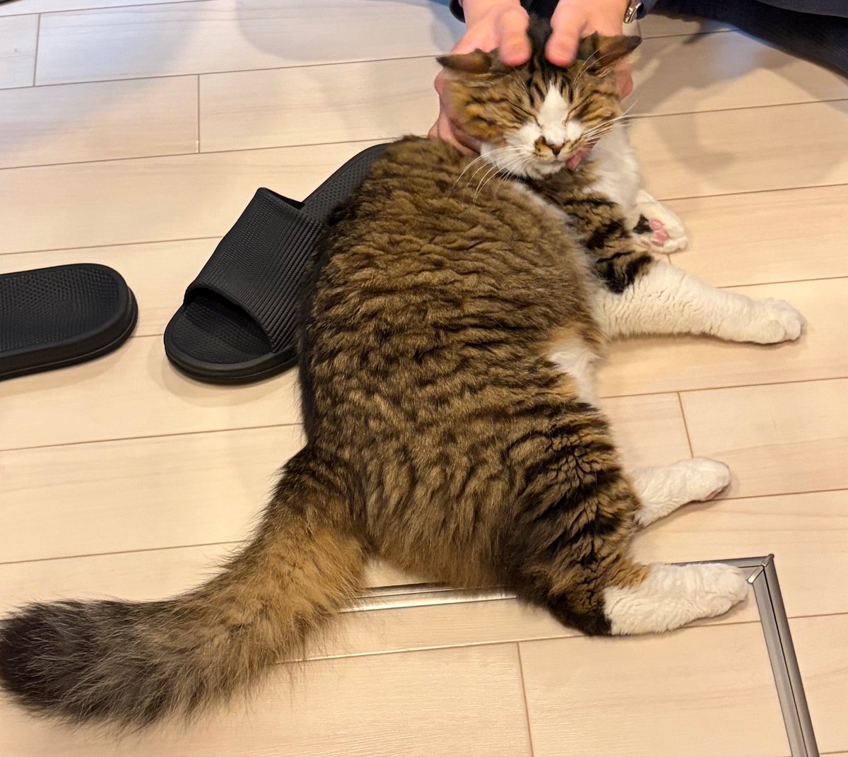 ほたてくん tweet media