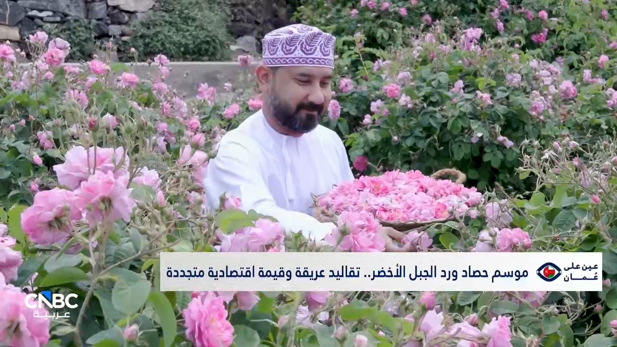 ورد الجبل الأخضر.. إرث عماني يفوح بجمال لا يضاهى. التفاصيل في التقرير التالي ضمن برنامج عين على عمان. شاهدوا الحلقة كاملة 