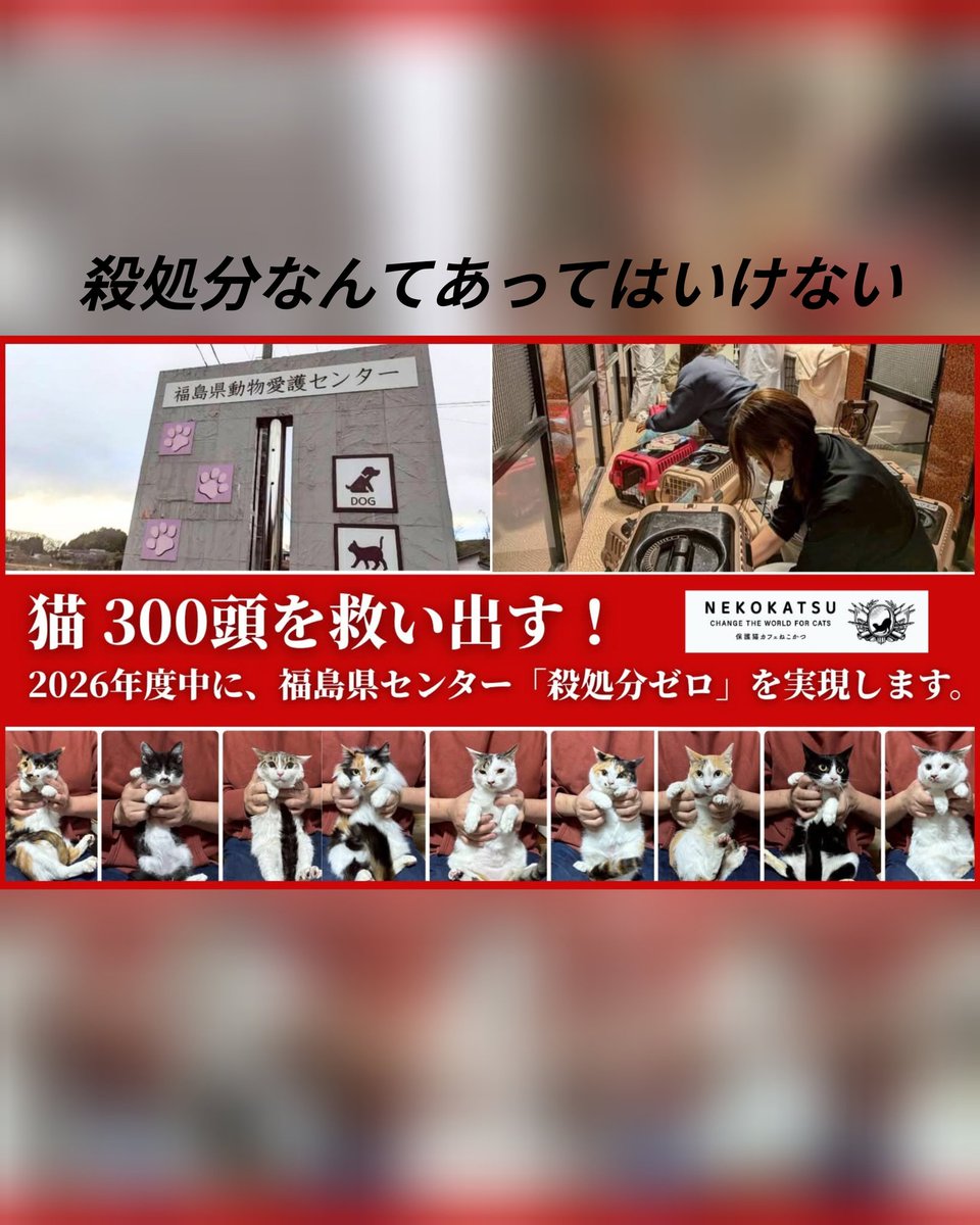 保護猫カフェねこかつ@川越@大宮日進 tweet media