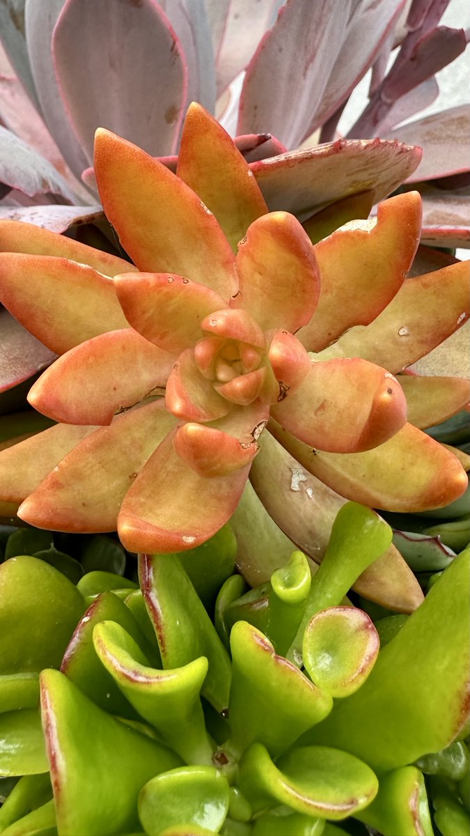 itsme_krrishm's tweet photo. Day 18 - ๐ Orange & Green ๐ข
#KrishClick https://t.co/bthXYAZp5V