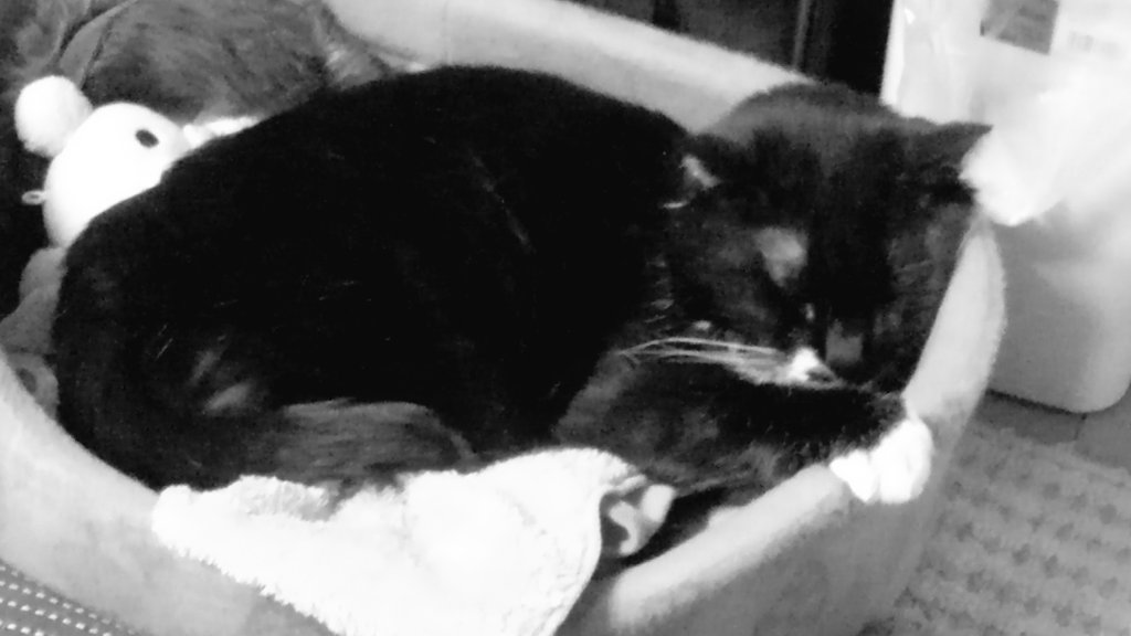 ワミヤビ@ベラババアを許すまじ tweet media