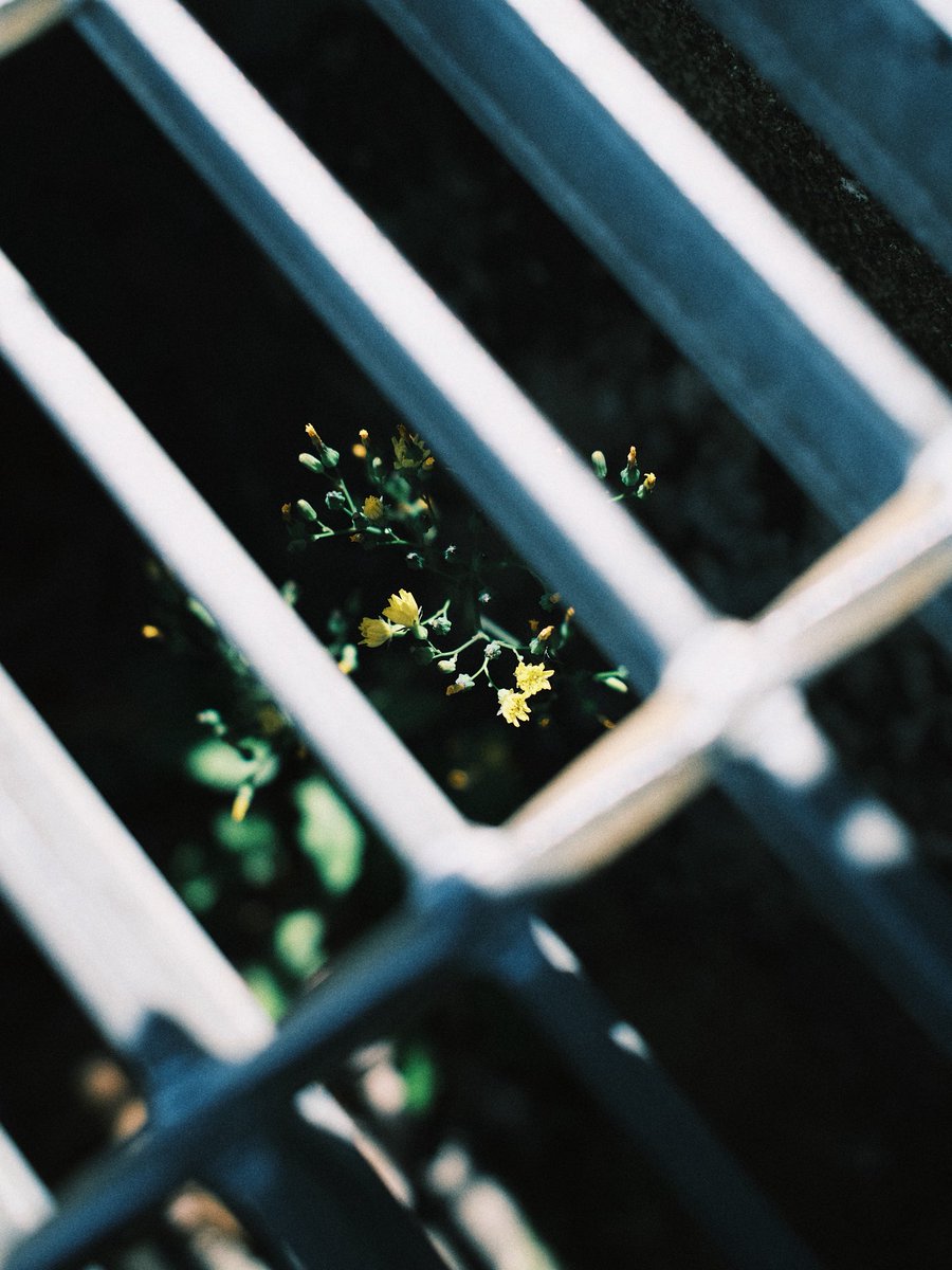 きりまれ tweet media