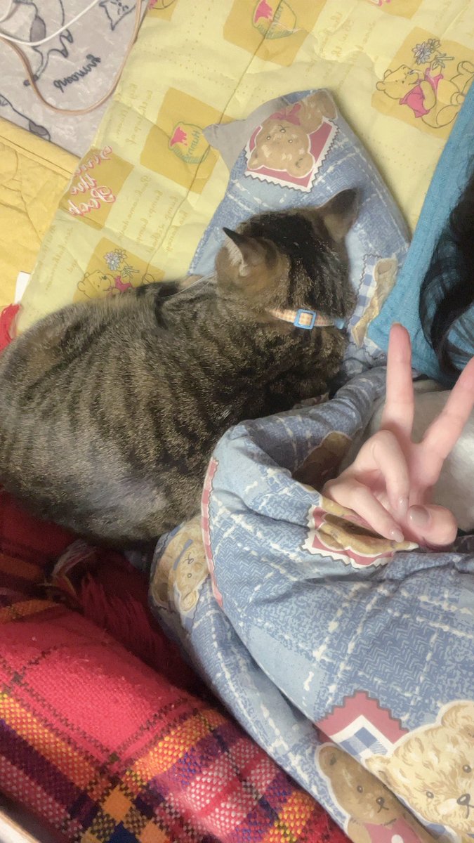 Qoochan1107's tweet photo. ほにちゃん、いつもピッタリくっついています🐱
可愛い♡
仕事と介護で疲れて、𝕏開く余裕もありませんでした🥲 https://t.co/cNDu78tHPz