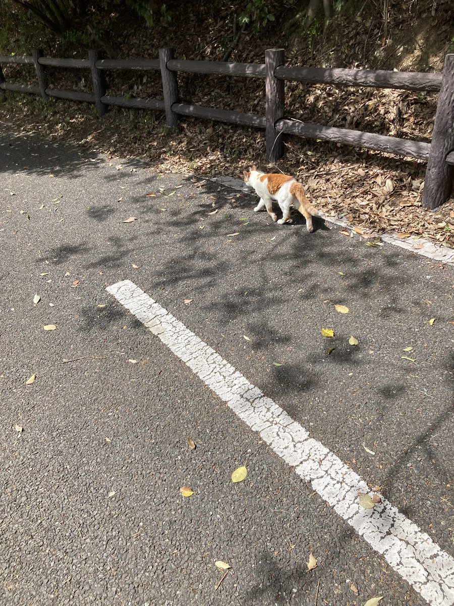 satoshinnosub's tweet photo. 多摩湖サイクリングロード
この時期の多摩湖は新緑が気持ち良いです☘️
恐らく標高が1番高いと思われる広場にある藤棚の花が今日行ったら咲いてました。

先日のことですが武蔵村山駅付近で
倒木があり道が塞がれてました。
yahooニュースによるとケガ人出なかったようで良かったです。 https://t.co/YfMPa6Pref