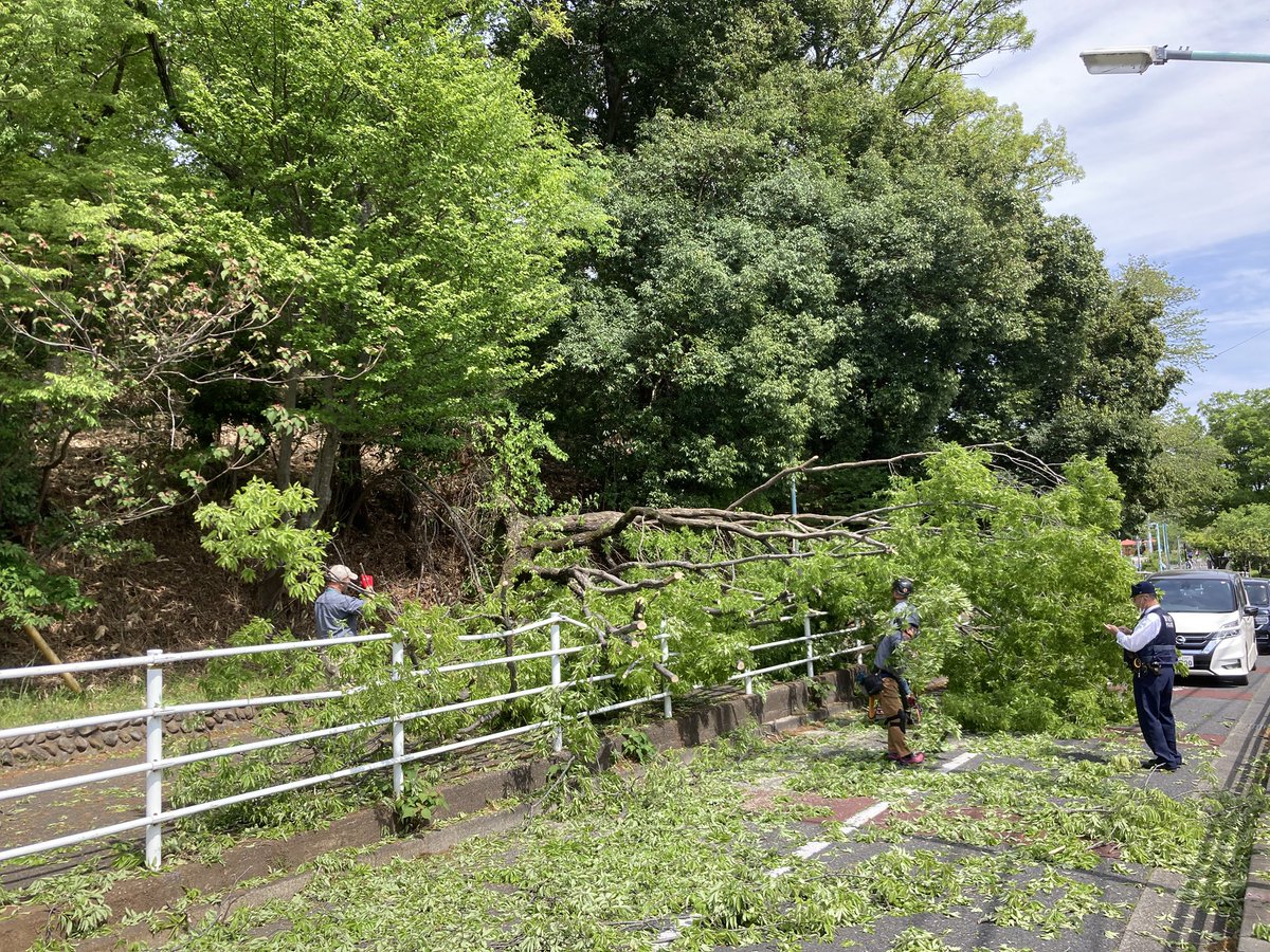 satoshinnosub's tweet photo. 多摩湖サイクリングロード
この時期の多摩湖は新緑が気持ち良いです☘️
恐らく標高が1番高いと思われる広場にある藤棚の花が今日行ったら咲いてました。

先日のことですが武蔵村山駅付近で
倒木があり道が塞がれてました。
yahooニュースによるとケガ人出なかったようで良かったです。 https://t.co/YfMPa6Pref
