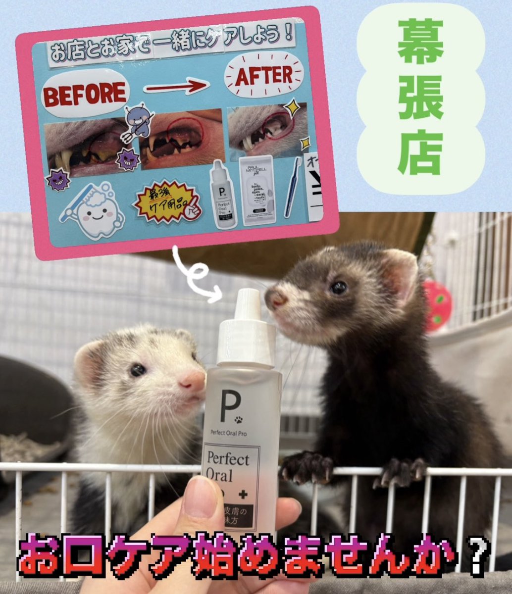 フェレットワールド幕張店 tweet media