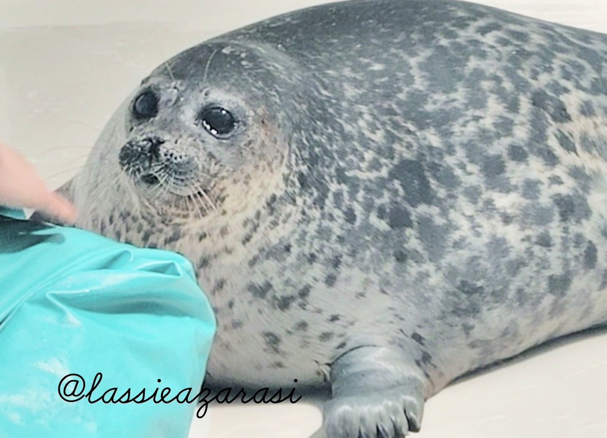 lassie99289125's tweet image. ユキちゃん Yuki
 #海遊館  #アザラシ  #seal