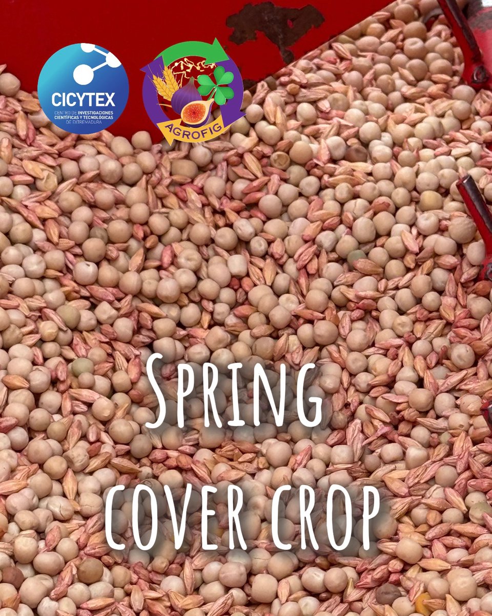 AgrofigPrima's tweet image. 🌱 The spring cover crop was sown in March in the Spanish plot in Guareña (Badajoz), using pea and barley.

Today, the first shoots are already emerging.

#AGROFIG #CoverCrops #Agroforestry #SustainableAgriculture #SoilHealth #Guareña #Badajoz #Pea #Barley